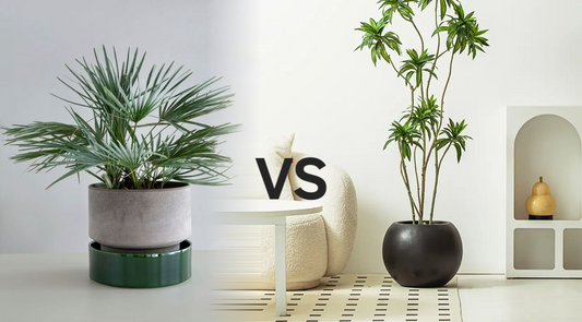 Quelle est la différence entre un pot et un cache-pot ?