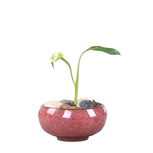 Pot Bonsaï céramique