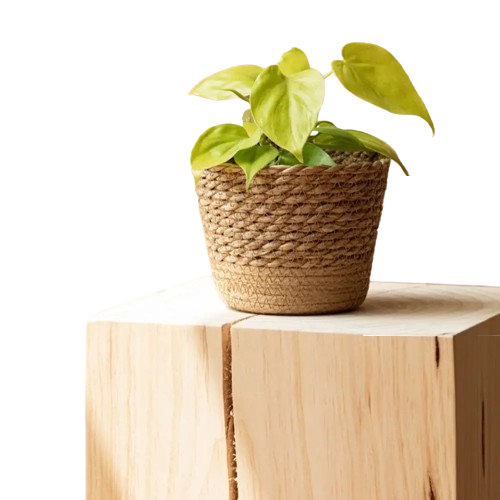 Cache pot en rotin tressé